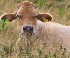 Bydło na wypasie: kwasica żwacza