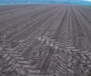 Kukurydza nie wzeszła? Śmietka pustoszy plantacje