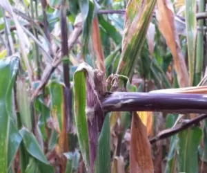 Omacnica prosowianka, czyli ogromne straty