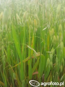 plamistość siatkowana jęczmienia