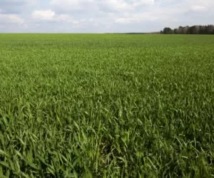 Zgorzel podstawy źdźbła: czy da się jej zapobiec?