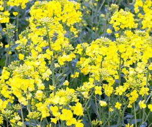 Rzepak: które odmiany najlepiej przezimowały?