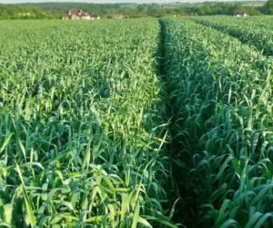 Lista odmian: które oziminy okazały się najlepsze? Czas na wnioski