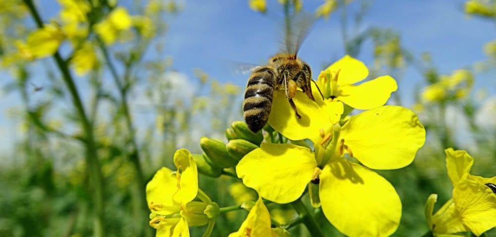 Wielki Spis Zapylaczy. Jak dołączyć do akcji?