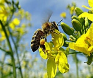 Zatrucie pszczół opryskiem – co robić?