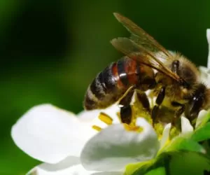 Jak przyciągnąć pszczoły do sadu?