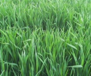 Uwaga na groźne mszyce w&nbsp;pszenicy