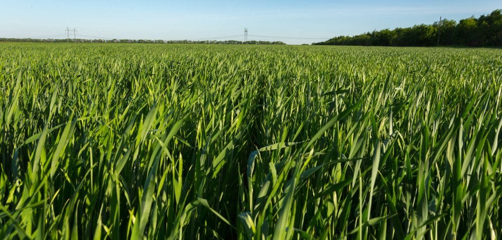 Czas na T2: chrońmy pszenicę ozimą przed grzybami