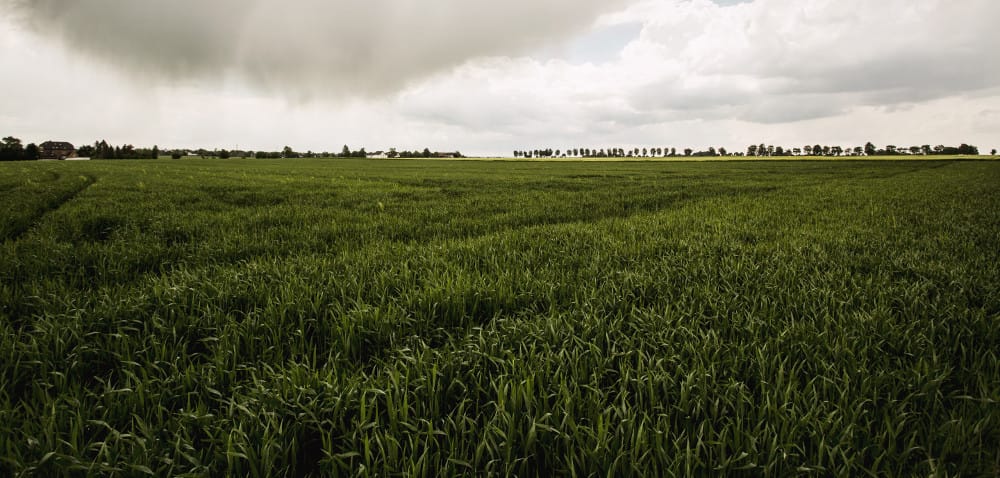 Nowe odmiany – lepsze plonowanie