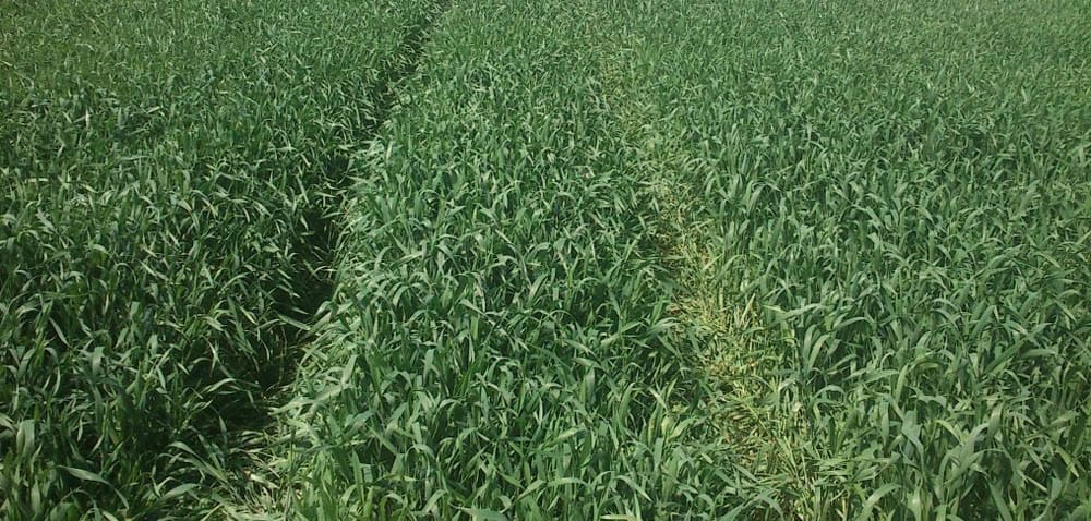 Zboża: które odmiany przezimowały najlepiej