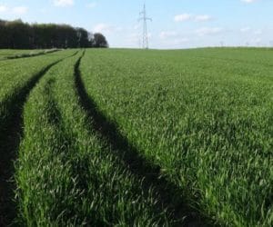 Wiosenna ochrona pszenżyta