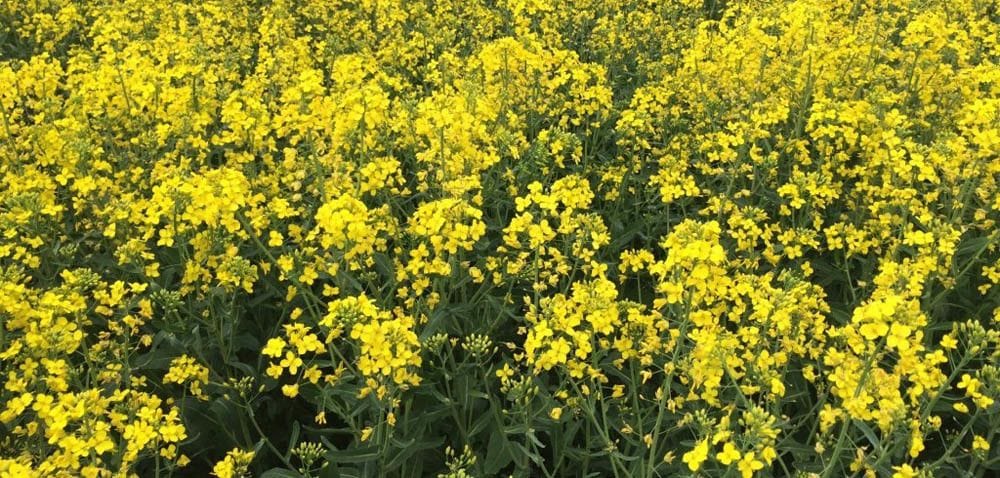 Wielkopolska: szkodników i&nbsp;chorób mało!