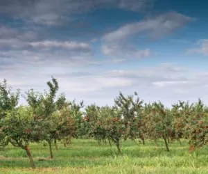 Brunatna zgnilizna zagraża drzewom pestkowym