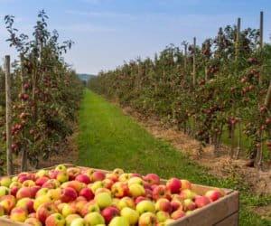 Wapń w&nbsp;sadownictwie – bez niego nie ma dobrego plonu