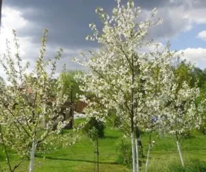 Sady: kwiatów w&nbsp;bród. A&nbsp;owoców?