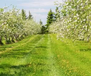 Monitoring: pomoc w&nbsp;zwalczaniu szkodników w&nbsp;sadach