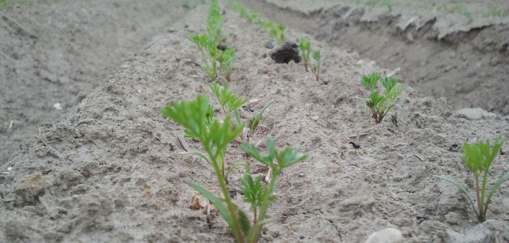 Zgorzel siewek. Jak jej zapobiegać?