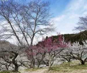 Owocówka śliwkóweczka atakuje wielkopolskie sady