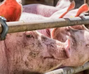 Perspektywy rozwoju dla hodowców trzody chlewnej