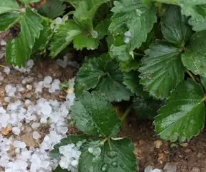 Gradobicie w&nbsp;okolicach Ożarowa: szkody są spore!