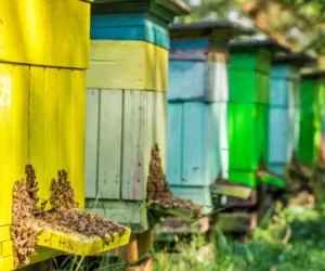 Mrówki w&nbsp;ulu: jak je wytępić?