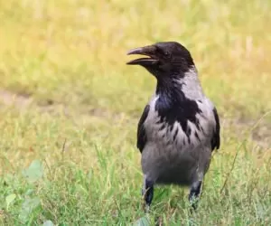 Będzie mniejsza ochrona dla ptaków krukowatych?
