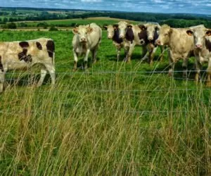 Wypas kwaterowy: jakie ma zalety?