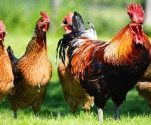 Wymagająca hodowla zielononóżki kuropatwianej