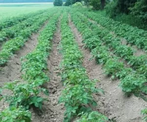 Ziemniaki: mniej popularne na stołach, bardziej – na polach