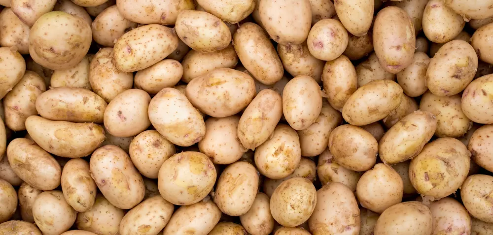 Ziemniaki i buraki cukrowe: ile produkujemy?