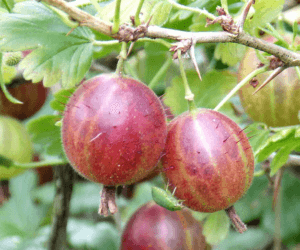 Czarna plamistość agrestu: jak ustrzec się choroby?