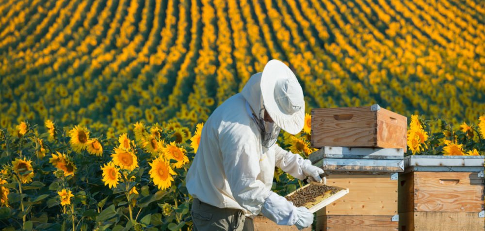 Dopłaty dla pszczelarzy 2022 – termin naboru wydłużony. Sprawdź!