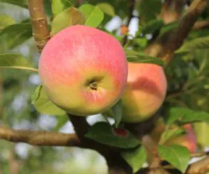 Eksport polskich jabłek do Chin zapewniony