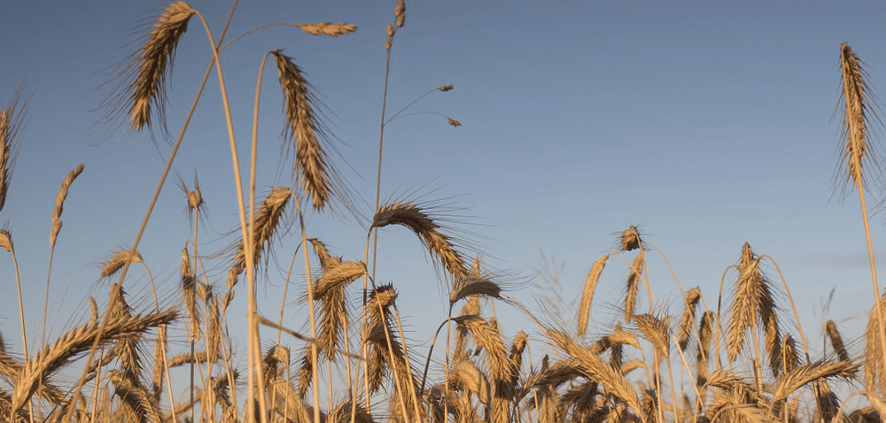 Czerń zbóż: coroczna plaga na polach!