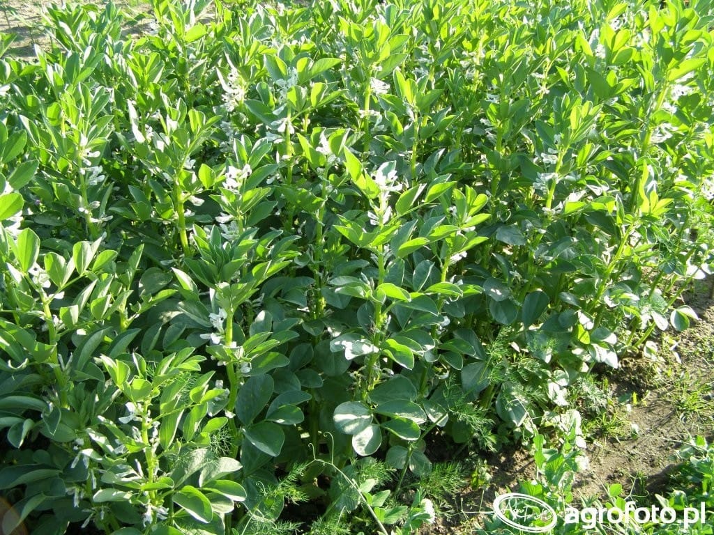 Bobik: uwaga na szkodniki!