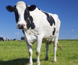 Bolusy w&nbsp;żywieniu krów: co daje ich stosowanie?