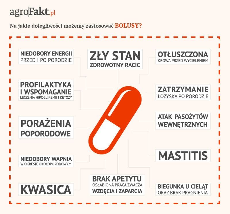 bolusy