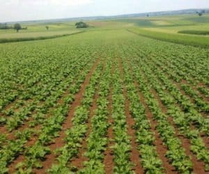 Burak chłodu nie lubi. Herbicydów po kukurydzy też