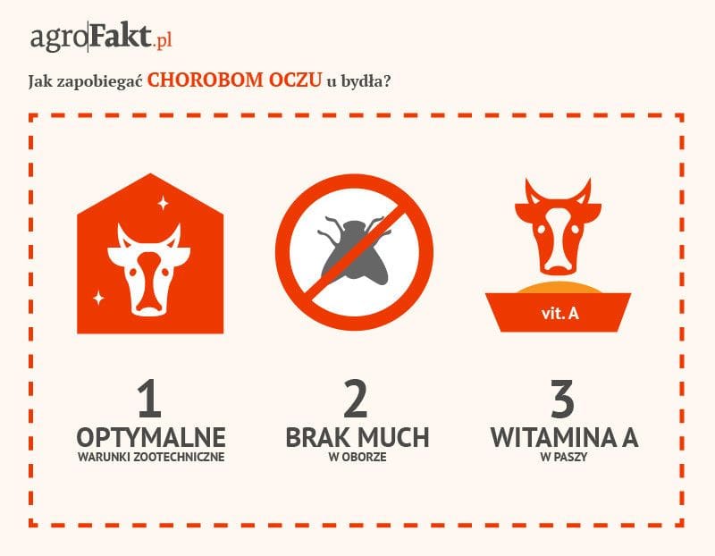 choroby bydła