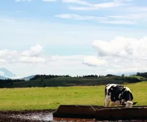 Bydło na wypasie: podczas upałów pamiętaj o&nbsp;wodzie!