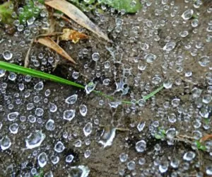 Ulewa czy deszczyk? Co lepsze dla upraw?