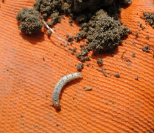 helotropha leucostigma
