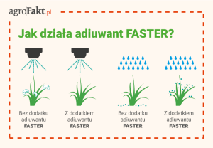 akademia nawożenia pszenica / cebula
