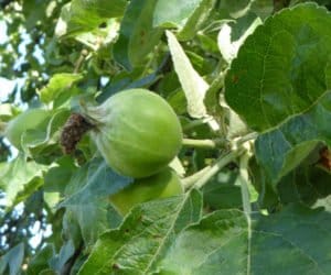 Zwójkówki liściowe w&nbsp;sadach