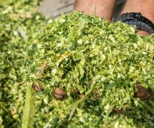 Kiszonka z&nbsp;sorga: przydatność surowca