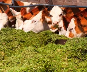 Kiszonka z&nbsp;sorga, czyli jaka pasza?