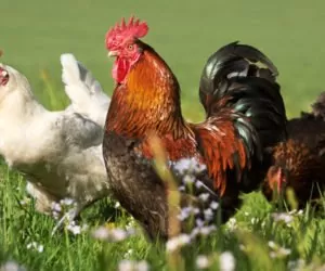 Żywienie kogutów i&nbsp;jego wpływ na płodność