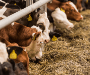 Jak karmić krowy podczas upałów?