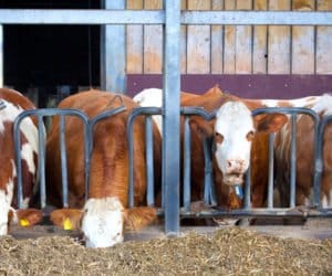 Krowy na wypasie? Coraz rzadziej