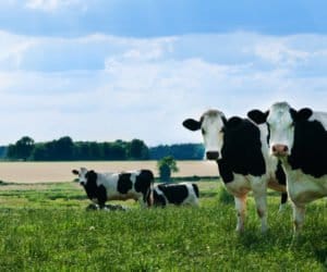 Zwierzęta gospodarskie źle znoszą upał